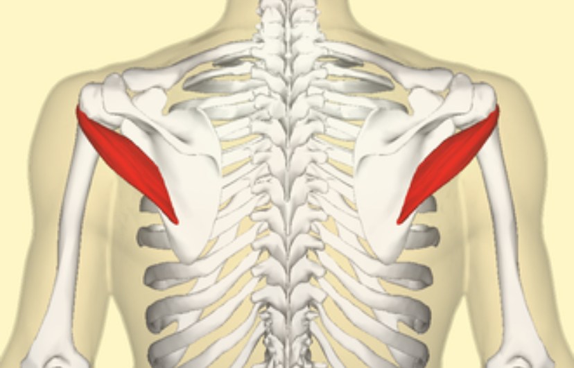 <p>Spiernaam, origo en insertie, functie</p>