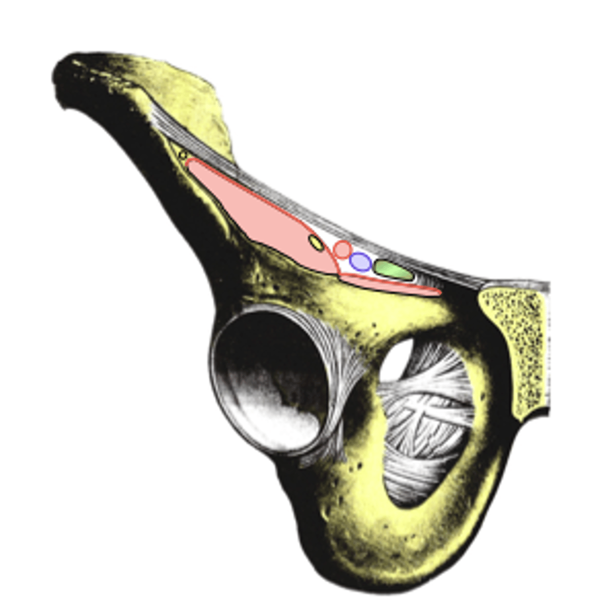 <p>Superior: inguinal ligament</p><p>Inferior: hip bone</p>