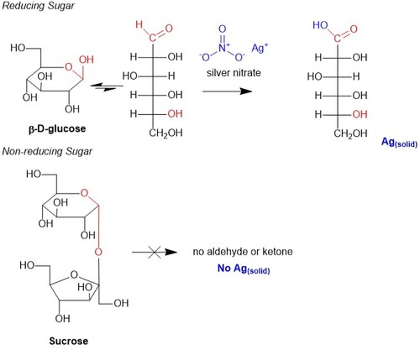 <p>Lactose and mannose have an anomeric carbon that can undergo mutarotation to form an aldehyde group, which can be oxidized and act as a reducing agent.</p><p>Sucrose is considered a nonreducing sugar because it does not have an anomeric carbon available for mutarotation. Both sugar monomers are trapped in their cyclic forms.</p>