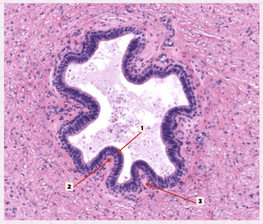 <p>Identify the structure labeled as 3.</p>