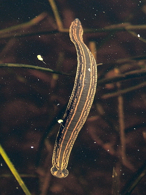 <p>Kmeň: Annelida (obrúčkavce)<br>Trieda: Clitellata (opaskovce)<br>Podtrieda: Hirudinea (pijavice)</p>