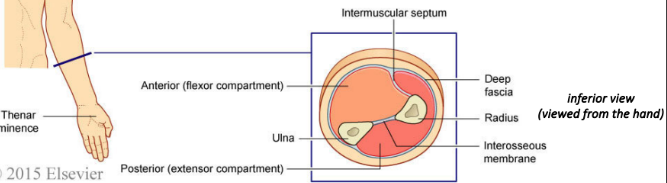 <ul><li><p>Interosseous membrane</p></li><li><p>Intermuscular septum</p></li><li><p>Radius</p></li><li><p>Ulna</p></li></ul>