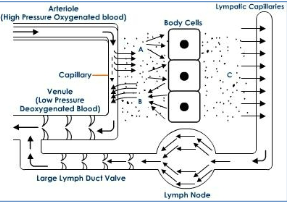 <p>Plasma is filtered from the high-pressure arterial side of capillaries into the interstitial space, and excess fluid and macromolecules then enter lymphatic vessels through permeable lymphatic endothelial junctions.</p>