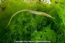 * long body, small mouth, vertical
* encased in protective bony rings made of fused scales
* males court females & hold eggs until hatch