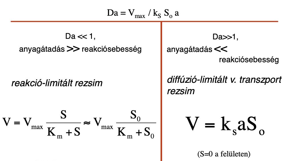 <p>Enzim a hordozó felületére van rögzítve —» Konvektív transzporti és membránon keresztüli diffúziós ellenállás lép fel (1. és 2.)</p><p>Paraméterek: k<sub>s</sub>, a, S<sub>0</sub>, v<sub>max</sub>, K<sub>m</sub></p><p>Dimenzió mentes paraméterek: </p><ul><li><p>x= S/S<sub>0</sub></p></li><li><p>k= K<sub>s</sub>/S<sub>0</sub></p></li><li><p>Da (Damköhler-szám)</p></li></ul><p></p>