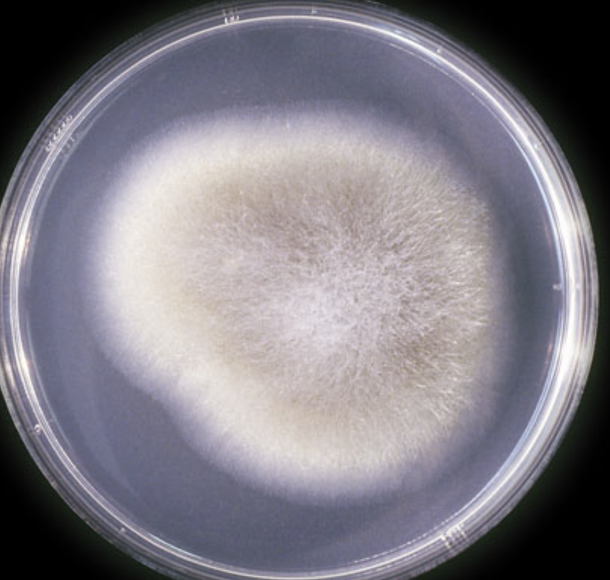 <p>What species is this? Obverse or reverse?</p>