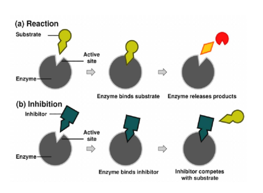 <ul><li><p><span><strong>Compete</strong> with the substrate for the enzyme’s <strong>active site&nbsp;</strong></span></p></li><li><p><span>Shape/Mimics substrate&nbsp;</span></p></li><li><p><span>Enter the enzyme’s active site and prevent the normal substrate from binding</span></p></li></ul><p></p>