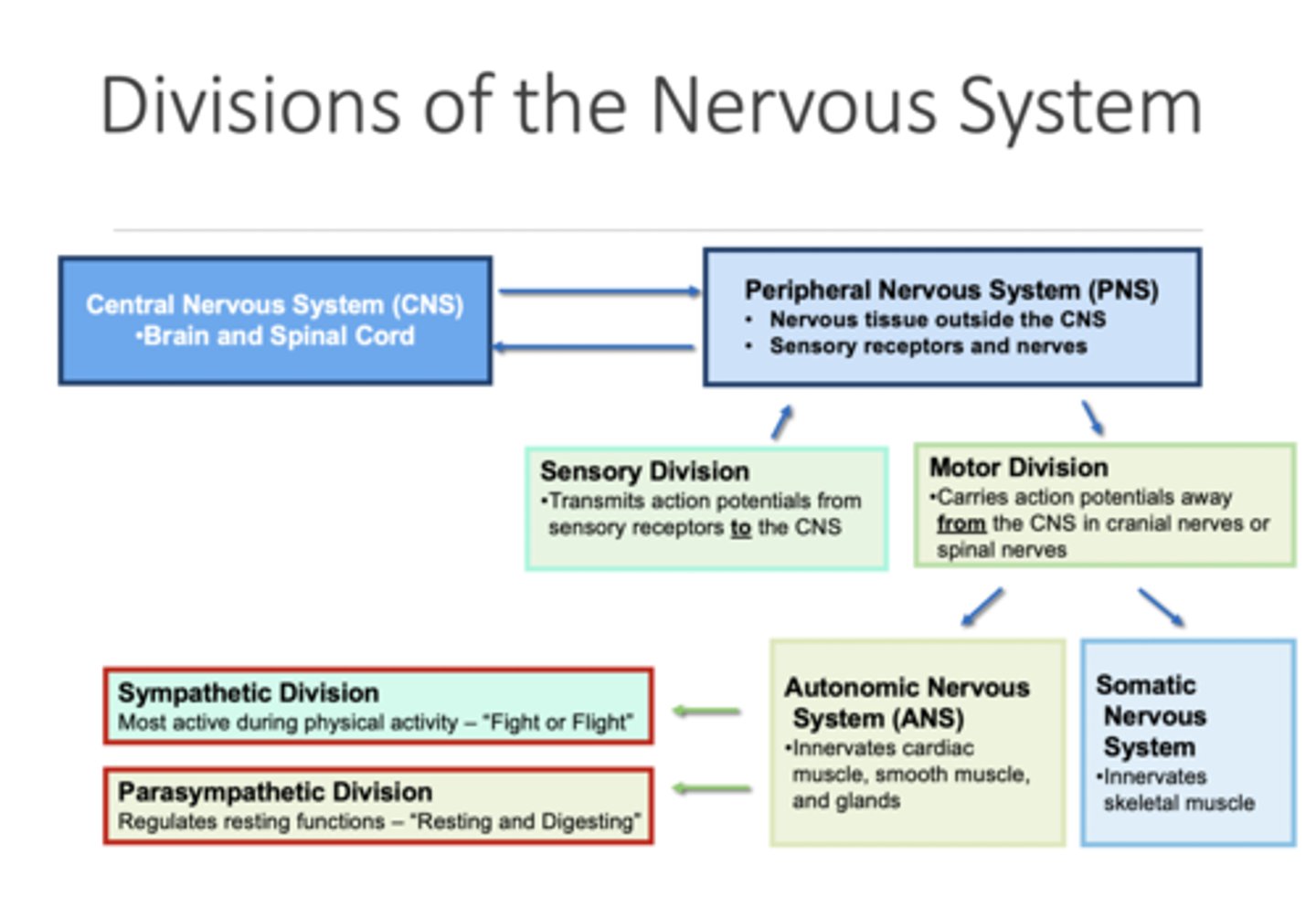 <p>The part of the peripheral nervous system that controls the glands and the muscles of the internal organs (such as the heart).</p><p>Its sympathetic division arouses; its parasympathetic division calms.</p>