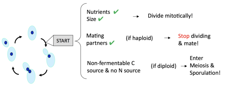 <ul><li><p>Nutrients </p></li><li><p>size</p><p>→ divide mitotically</p></li></ul><p></p>