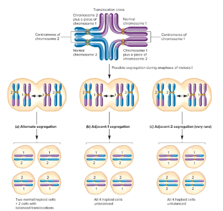 <p>Another term for reciprocal translocations. They are also called these because they lead to a rearrangement of genetic material, not a change in the total amount. As such, reciprocal translocations are usually without phenotypic consequences, but they may result in a breakpoint or position effect.</p><p>Also, individuals carrying these translocations have a greater risk of producing gametes with unbalanced combinations of chromosomes depending on the segregation pattern during meiosis 1 (for segregation to occur properly, a translocation cross must form between the homologous chromosomes in order for them to synapse properly)</p>