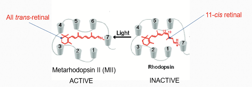 <p>When it absorbs a photon of light, it becomes 11-cis retinal to all trans-retinal. The conformation change converts rhodopsin to be converted to Metarhodopsin II. </p>
