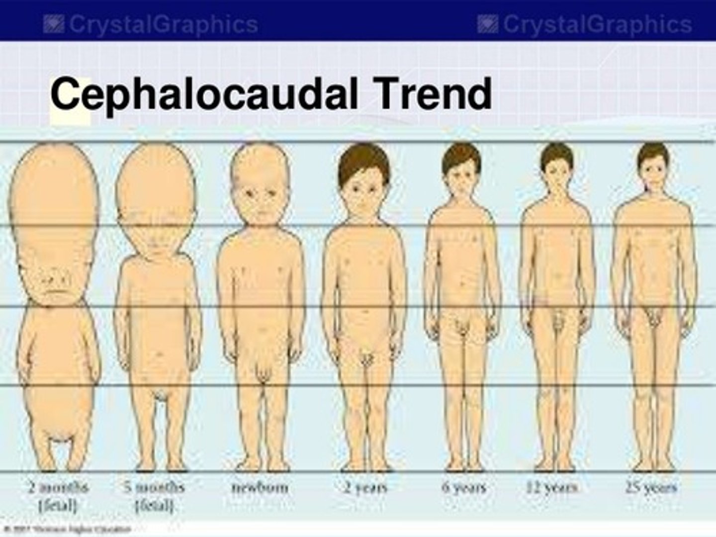 <p>Latin for "head to tail", a growth pattern where the head develops more rapidly than the lower part of the body</p>