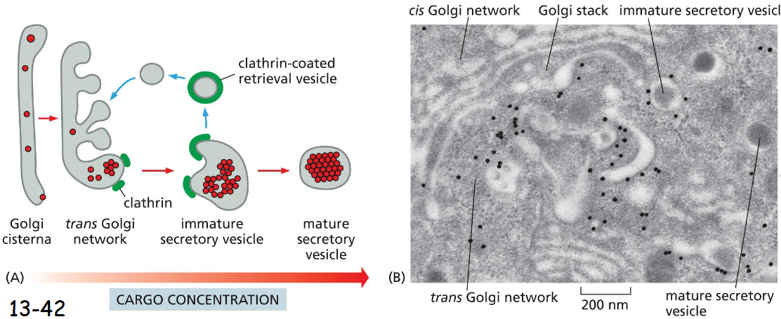 <p>Trans Golgi</p><p>Formation of secretory vesicles:</p><p>Secretory proteins aggregate in trans Golgi network. The immature secretory vesicles contain clathrin coats.</p><p>Once the vesicle is mature the clathrin coat disassembles and sent back to trans Golgi</p><p>regulated pathway</p>