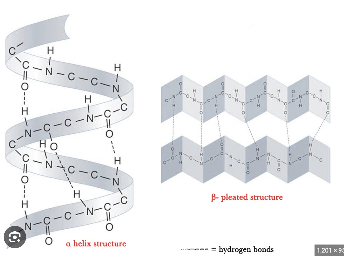 <p>The folding / coiling of the polypeptide chain as a result of hydrogen bonding between the amino acids → secondary structures include the alpha helix + beta pleated sheet </p><p>ALPHA HELIX </p><ul><li><p>all N-H bonds on same side of protein chain</p></li><li><p>spiral shape </p></li><li><p>H-bonds parallel to helical axis</p></li></ul><p>BETA PLEATED SHEET</p><ul><li><p>N-H + C=O groups alternate from one side to another </p></li></ul>
