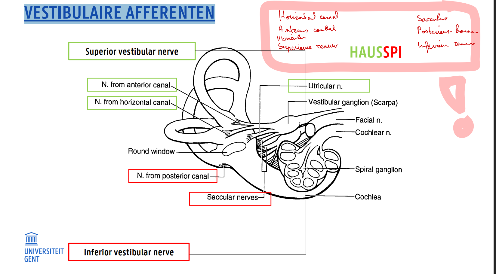<p>HAUSSPI</p><ul><li><p>Horizontaal kanaal</p></li><li><p>Anterieur kanaal</p></li><li><p>Utricukus</p></li><li><p>Superieure vestibulaire zenuw</p></li><li><p>Sacculus</p></li><li><p>Posterieur kanaal</p></li><li><p>Inferieure vestibulaire zenuw</p></li></ul><p></p>
