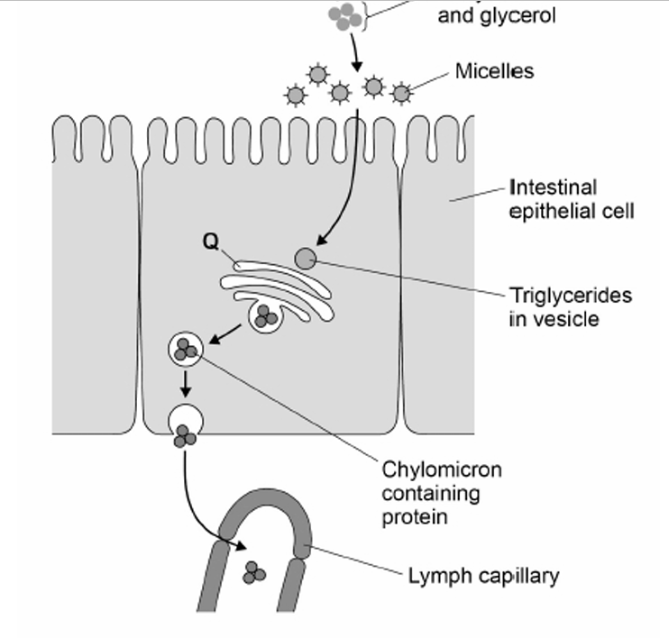 <p>Name structure Q in the diagram above and suggest how it is involved in the absorption of lipids (4)</p>