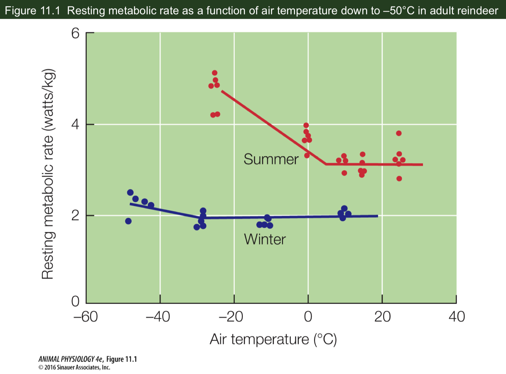 <p>What factors affect the resting metabolic rate of adult reindeer?</p>