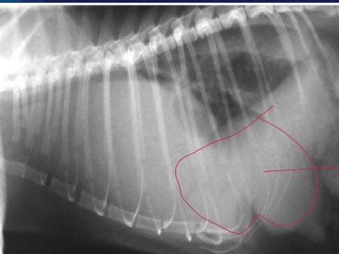 <p>Is this a normal radiograph?</p>