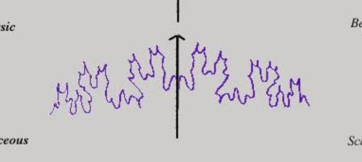 <p>Suture Line (Cephalopods)</p>