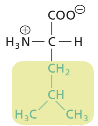<p>Aliphatic R, highly hydrophobic (interactions)</p>