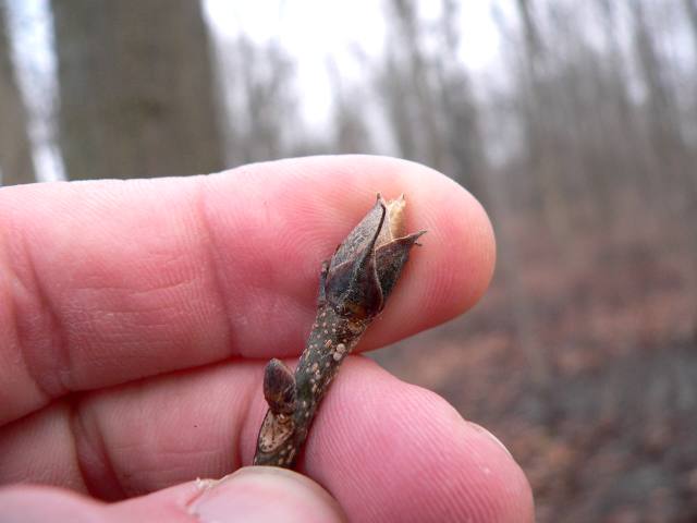 Blade: Leaves are compound, made of 5 leaflets - three large ones on the end of a stem, with two smaller ones below it
Reproductive: Buds are tan to red-brown to dark brown and variously covered in matted hairs; the terminal bud is oval to egg-shaped with slightly flaring scales and may be nearly ¾ inch long
Bark: peeling, shaggy bark, which peels off in long strips, and a golden yellow fall color