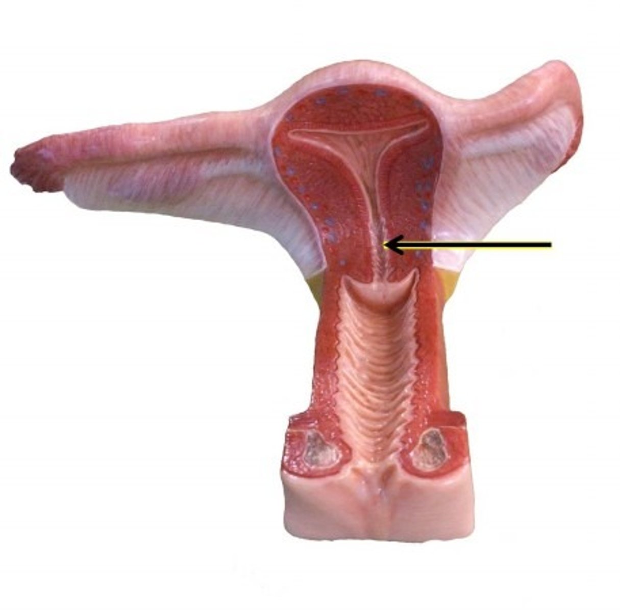 knowt flashcard image