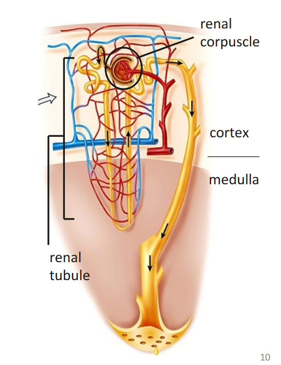 <ul><li><p>basic functional unit of the kidney</p></li><li><p>comprised of </p><ul><li><p>renal corpuscle = filters blood</p></li><li><p>renal tubule = transports filtered fluid</p></li></ul></li></ul><p></p>