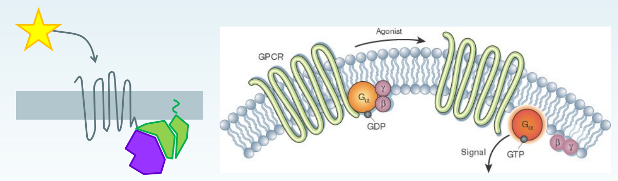 <p>Explain how a 7TM GPCR works generally (5)</p>
