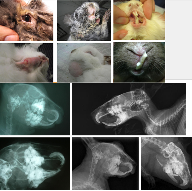 <p>Risk Factors:<br>Lack of fibre and abrasive food items<br>Congenital malocclusion<br>Reduced chewing time/cycles<br>Trauma<br>Metabolic demands – e.g. pregnancy, lactation can affect dental growth<br>Hypovitaminosis D/Metabolic disease</p><p>General Clinical Signs - anorexia, selective appetite, weight loss, low BCS, unkept haircoat, gut stasis, excessive salivation, contact dermatitis on chin, lower neck and front paws</p><p>Molar Overgrowth Signs - epiphora and dacryocystitis, abscesses (mandibular, maxillary, retrobulbar)</p><p>Incisor Overgrowth Signs - obvious overgrowth, abrasions, wounds around lips</p><p>Diagnosis - oral exam (otoscope, rigid endoscope, ± GA), skull radiographs</p><p>Treatment - review husbandry and diet, more regular health checks, meloxicam, cranial nerve/splash block, surgical correction (crown reduction, incisor extraction), treat wounds and abscesses</p>