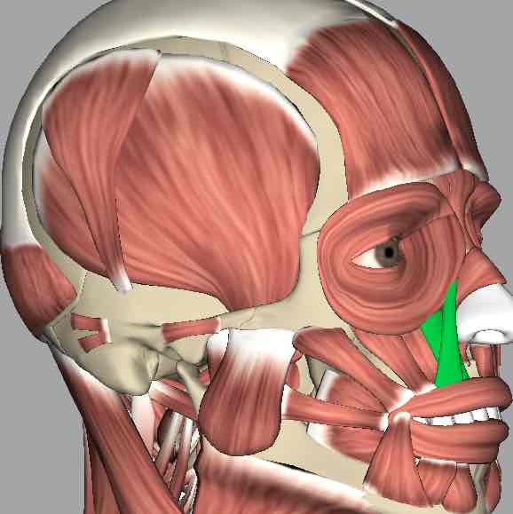 <p>Muscle that elevates the upper lip.</p>