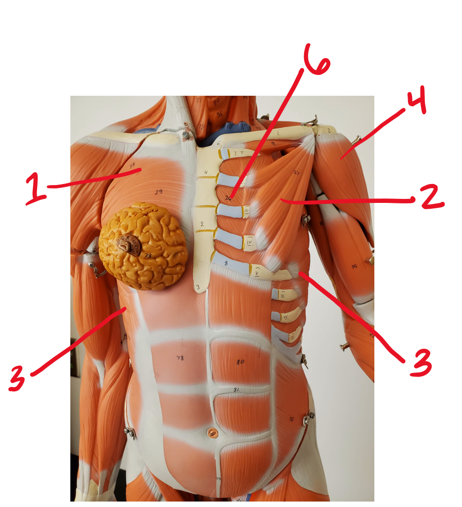 Anterior muscles of thorax and shoulder #6