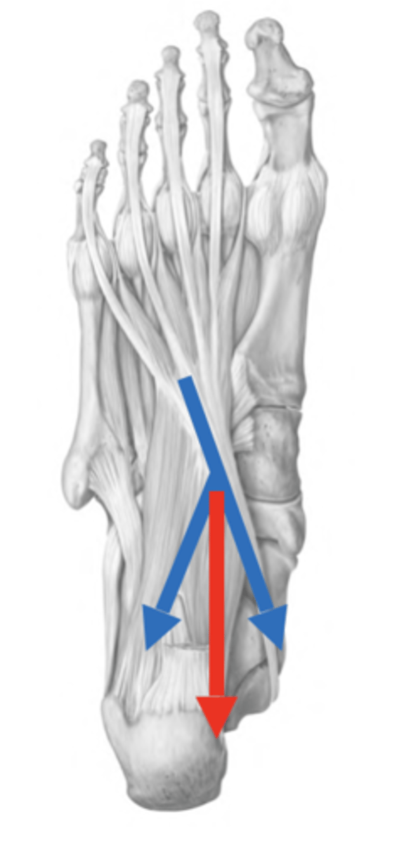 <p>-It changes the direction of pull to ensure that the toes flex in the direction of the heel and not in the direction of the medial malleolus, by pulling on the lateral side of the tendon of flexor digitorum long</p><p>-counteracts the oblique pull of the flexor digitorum longus</p>