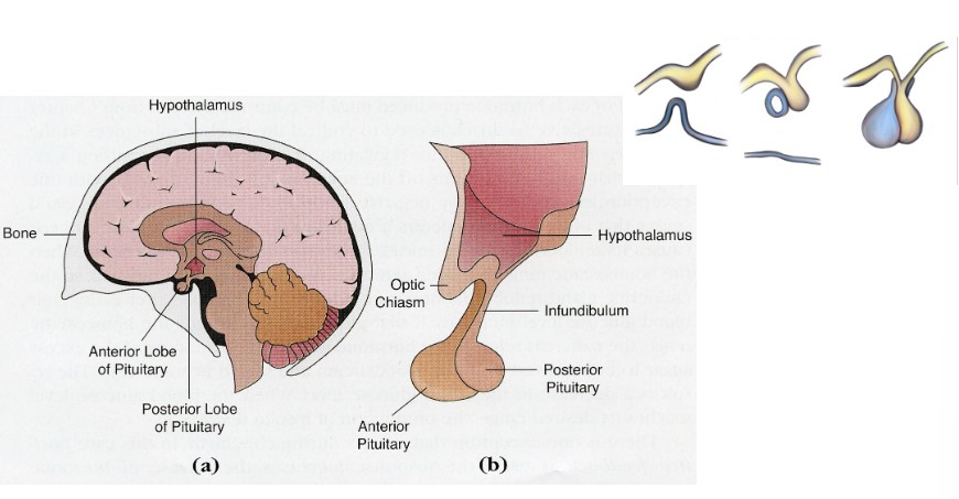 <p>consists of two separate tissues</p><ul><li><p>anterior pituitary is gland tissue (true gland tissue)</p></li><li><p>posterior pituitary is neural tissue (extension of NS)</p></li></ul>