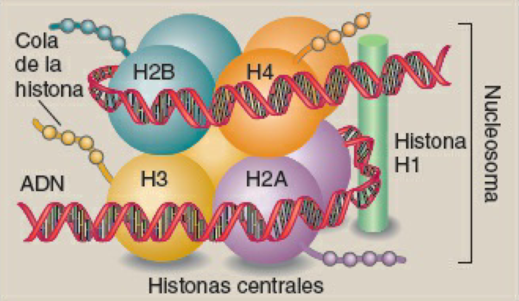 estructura de un nucelosoma