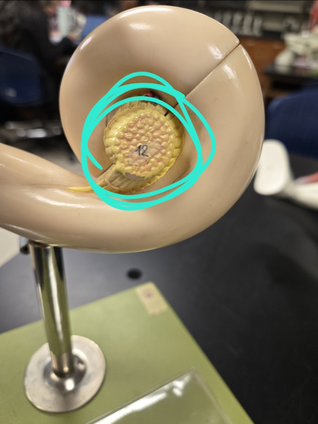 <p>Inner ear </p>