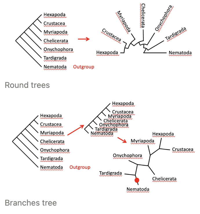 <ul><li><p>defined by <u>our own</u> (not from the phylogenetic tree)</p></li><li><p>at<span style="color: red;"><strong><span> BOTTOM LINE of tree</span></strong></span></p></li></ul><p>e.g. round tree and branches tree example</p>