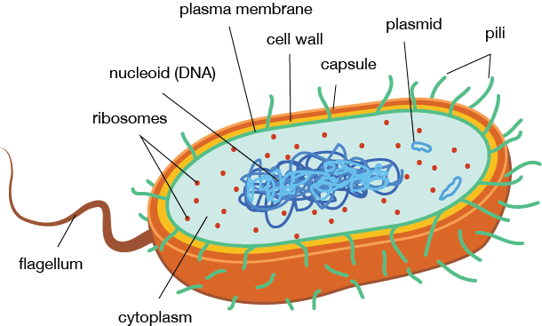 <ol><li><p>ribosomes</p></li><li><p>nucleoid (DNA)</p></li><li><p>plasma membrane</p></li><li><p>cell wall</p></li><li><p>capsule</p></li><li><p>plasmid</p></li><li><p>pili</p></li><li><p>cytoplasm</p></li><li><p>flagellum</p></li></ol><p></p>