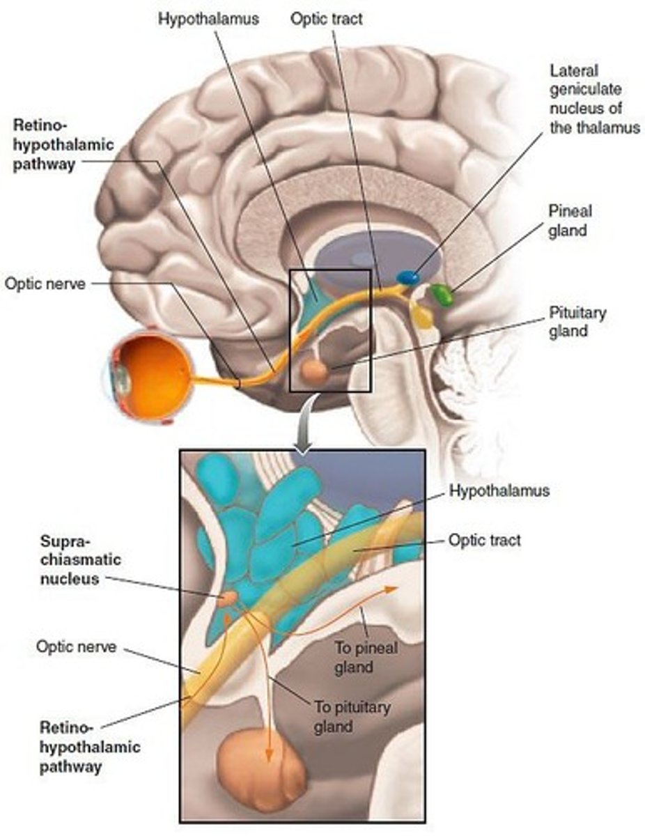 <p>The suprachiasmatic nucleus (SCN), a small cluster of neurons in the anterior hypothalamus.</p>