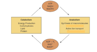 <p>The <strong>reductionist approach</strong> focuses on the following concepts:</p><ul><li><p>Different organisms share <strong>similar chemical compositions</strong> and <strong>cellular structures</strong>.</p></li><li><p>They follow <strong>similar metabolic pathways</strong> to create, modify, and degrade components and structures.</p></li><li><p><strong>Universal principles and pathways</strong> are key to understanding metabolism.</p></li><li><p>Universal energy carriers include <strong>ATP</strong>, <strong>NADH</strong>, <strong>NADPH</strong>, <strong>FADH2</strong>, and <strong>FMNH2</strong>.</p></li><li><p>When there is <strong>excess energy</strong>, organisms biosynthesize <strong>long-term energy storage molecules</strong> (in a more diverse range).</p></li></ul><p></p>