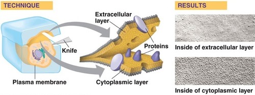 Cells are rapidly frozen and then fractured. Fracture occurs along lines of weakness, including between the two layers of phospholipids.

Freeze-etched cell membranes provided evidence that the membrane was a bilayer with embedded proteins.