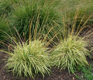 <p>A clump-forming grass with airy flower spikes that turn golden brown in autumn.</p>