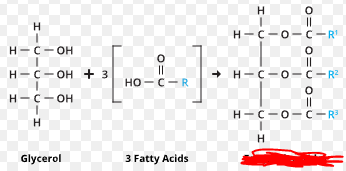 <p>The building block of most lipids and fats. (Some lipids do not contain three carboxylic acids hence not all lipids). These are made up of a glycerol molecule and 3 fatty acids.</p>