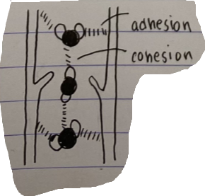 <p>Water is drawn up narrow tubes in the soil and into the plant via capillary action, when drawn into the plant, the water can move up the vessel through adhesions, by sticking to the walls of the plan. </p>