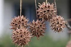 <p><span>The "gum ball," a woody, spiked, spherical pod that develops from the tree's female flowers, globose head of beaked capsules.</span><br><span>Lime green when not dead.</span></p>