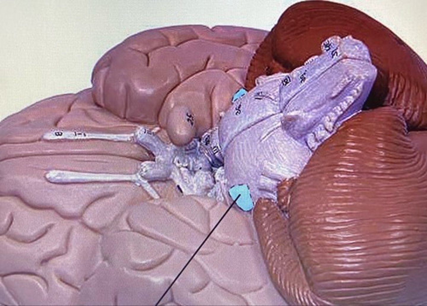 <p>Trigeminal Nerve</p>