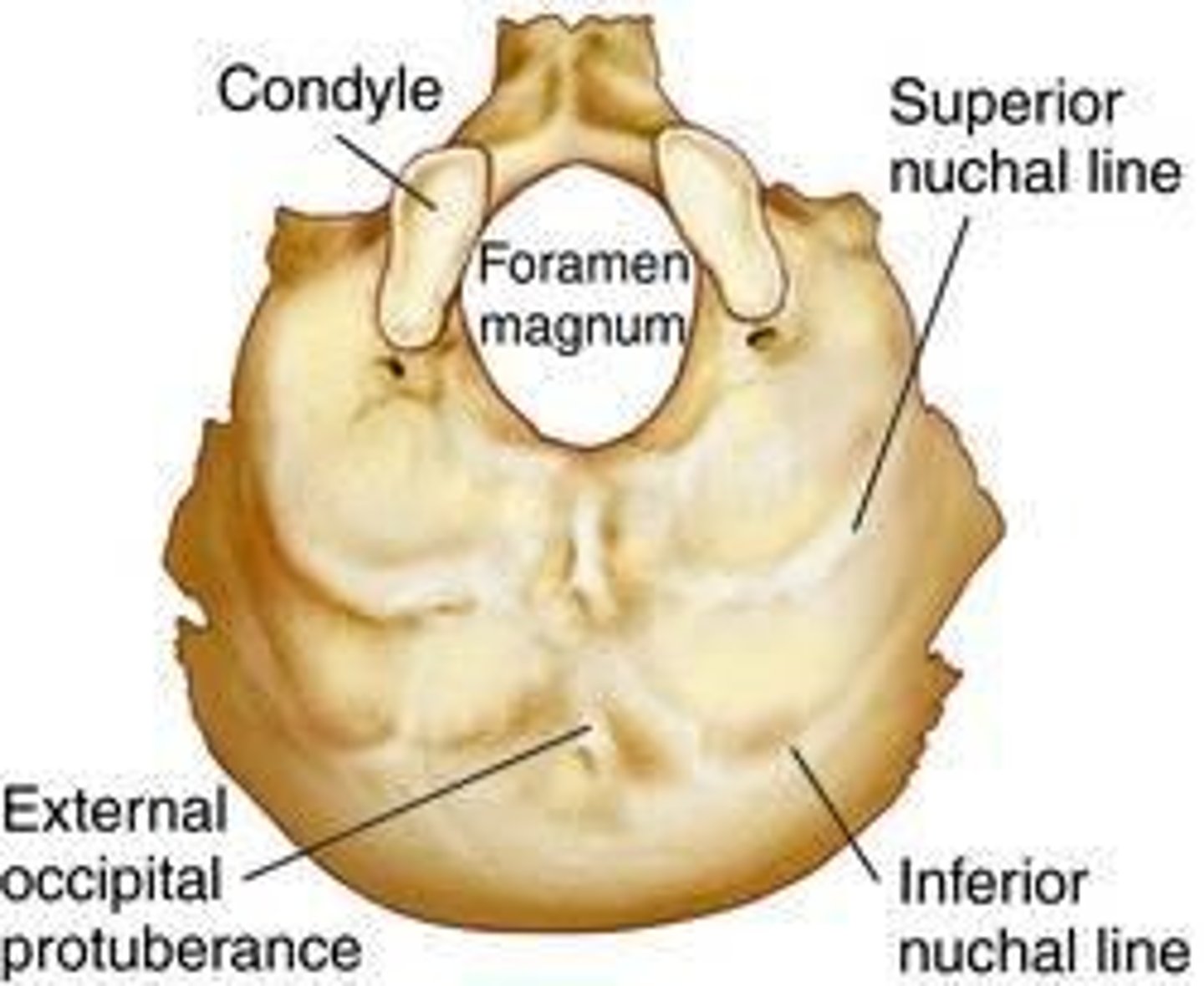 <p>Occipital Condyles</p><p>- Lateral to foramen magnum</p><p>- Articulate with superior facets of</p><p>C1</p><p>Just posterior to each condyle</p><p>is a condylar fossa</p><p>- Recess for superior articular</p><p>processes of atlas when head</p><p>tilted sharply backward</p>