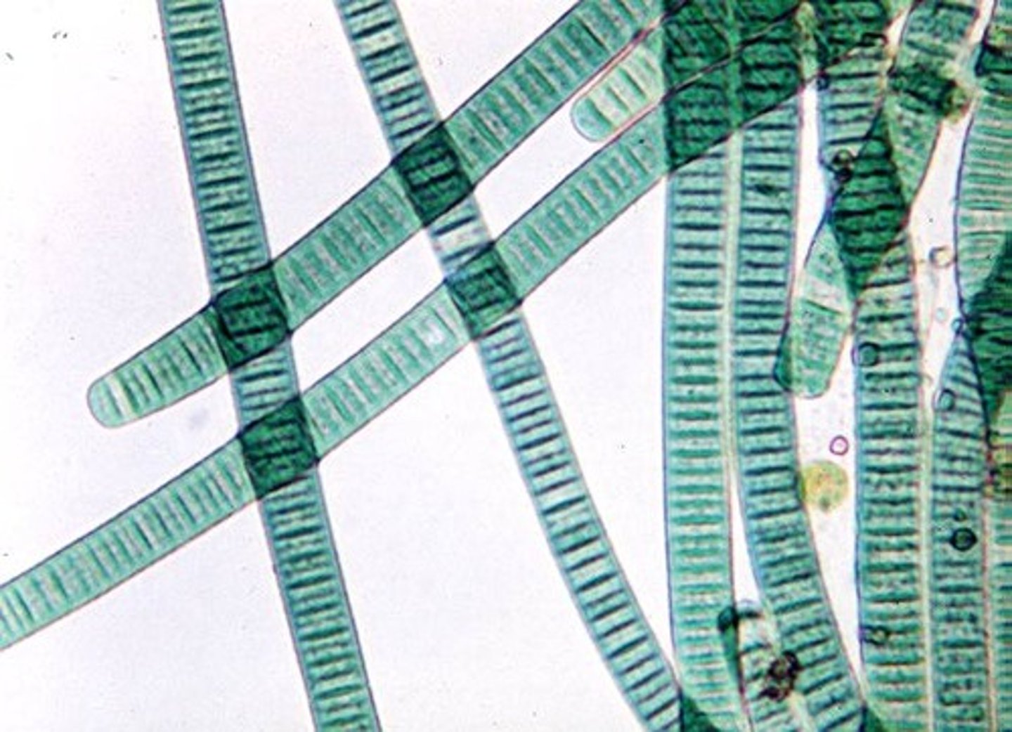 <p>colonial form of cyanobacteria, may occur as filaments, plates, or spheres</p>