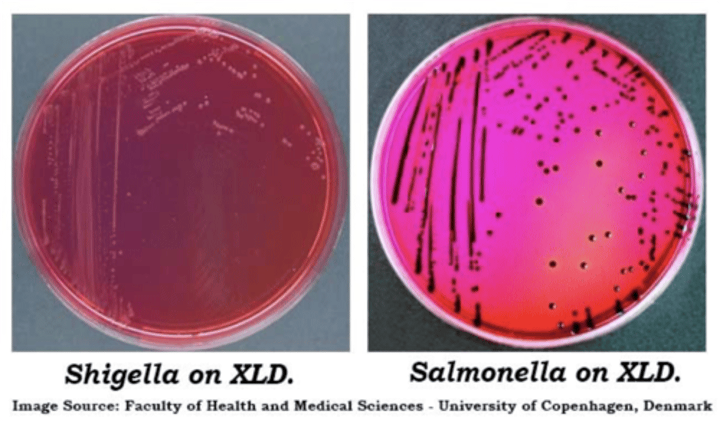 <p>colorless/red from agar</p>