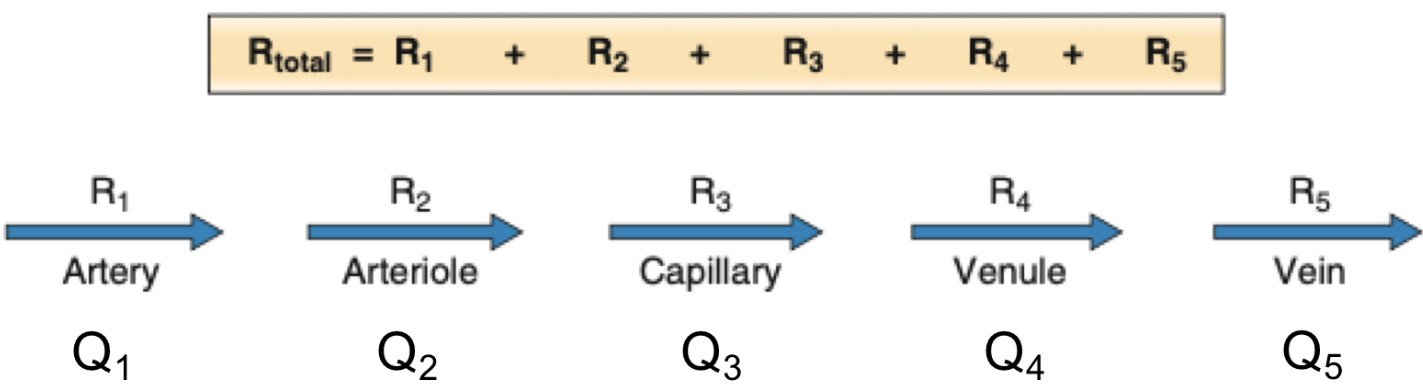 <p>Vessel categories are all in series</p><p>Flow is constant between all categories</p><p>Pressure decreases</p>