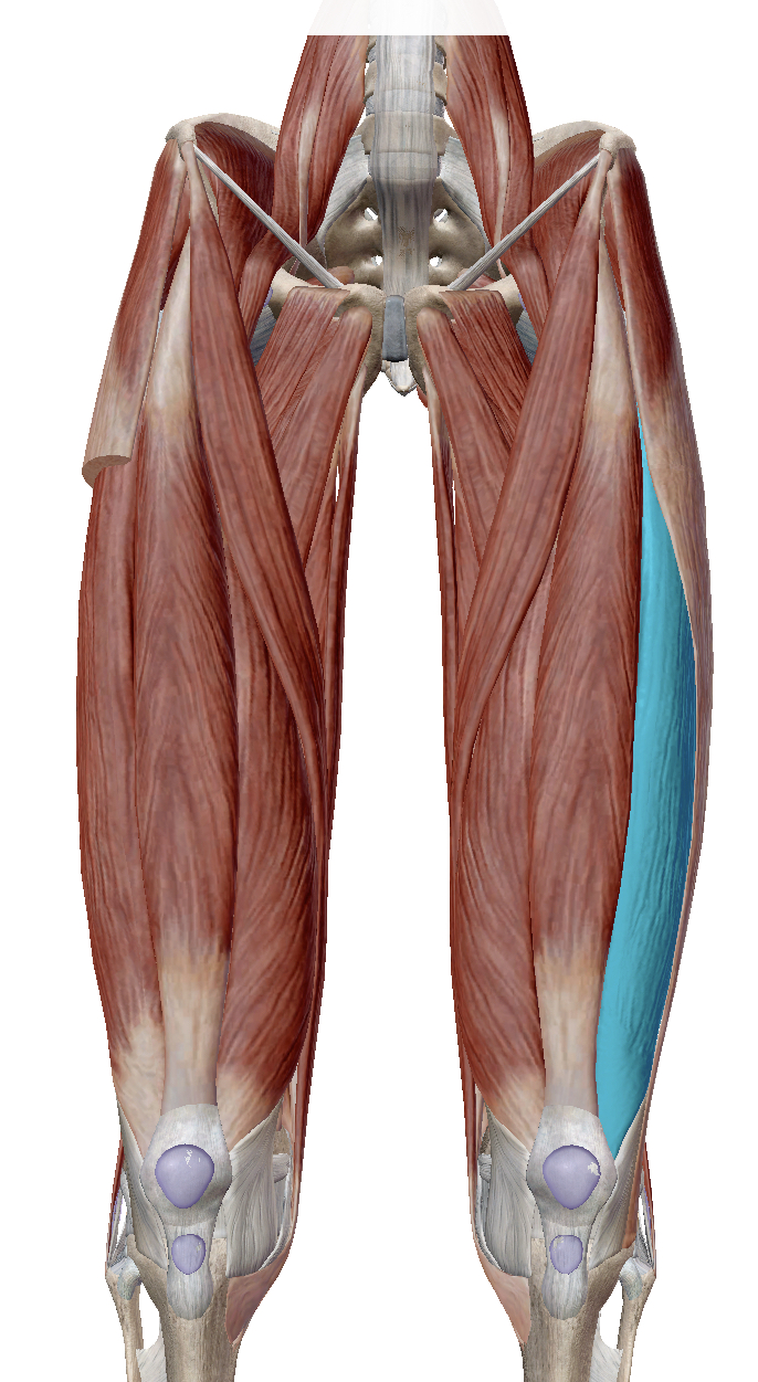 <p>Identify the highlighted muscle</p>